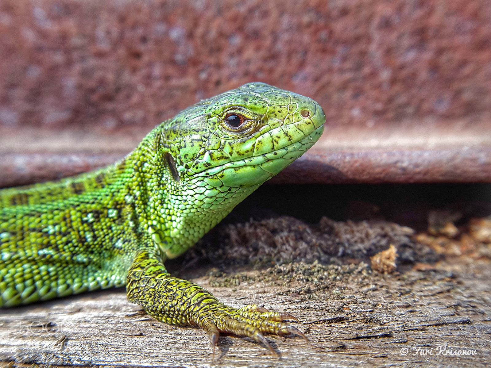 Samsung Galaxy Alpha sample photo. Sand lizard photography
