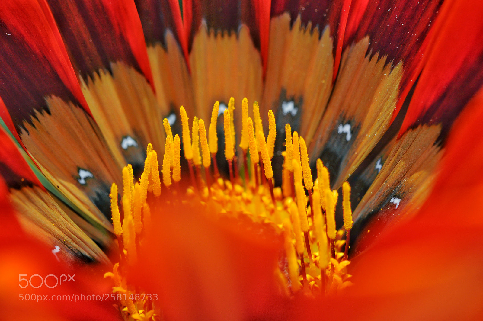 Nikon D300 sample photo. Gazania... closely photography