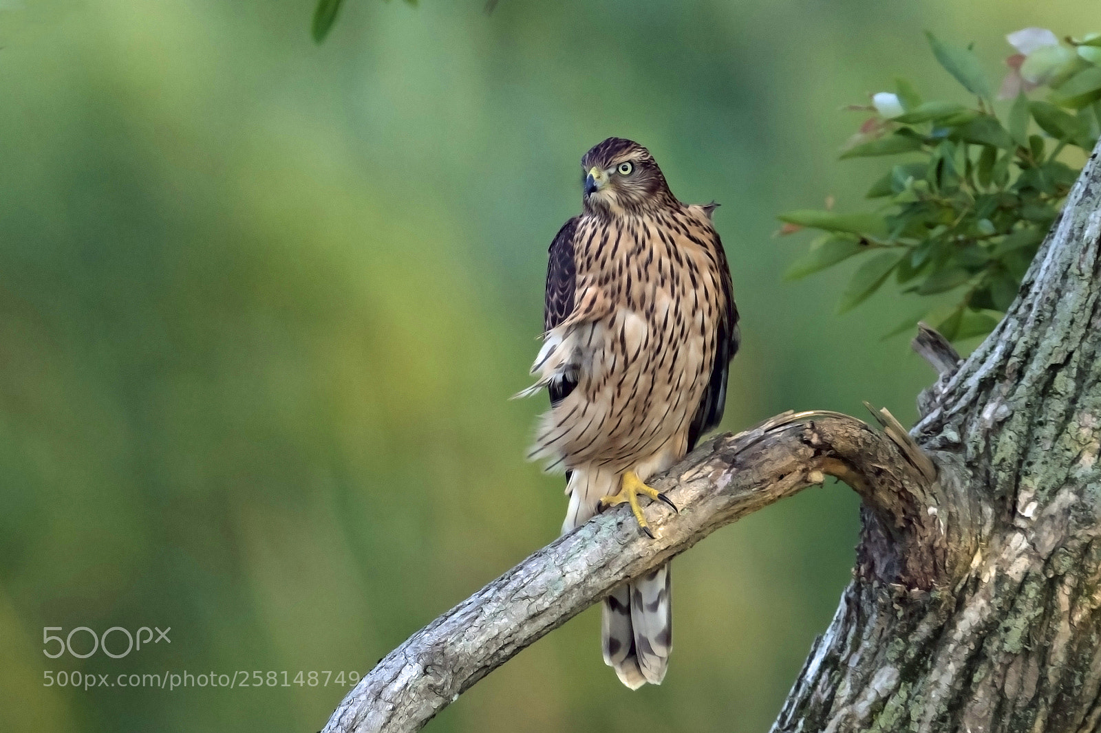 Nikon D5 sample photo. A young goshawk in photography