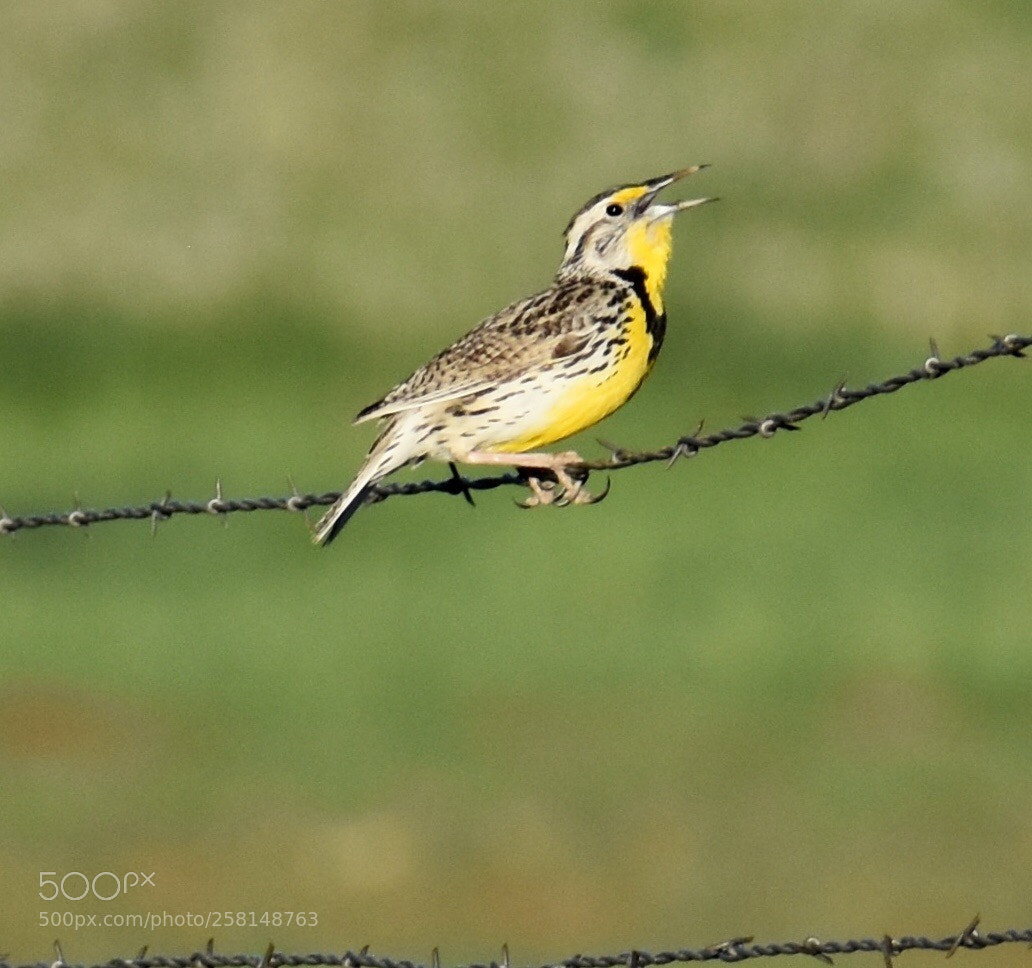 Nikon D3400 sample photo. Meadowlark visits white hill photography