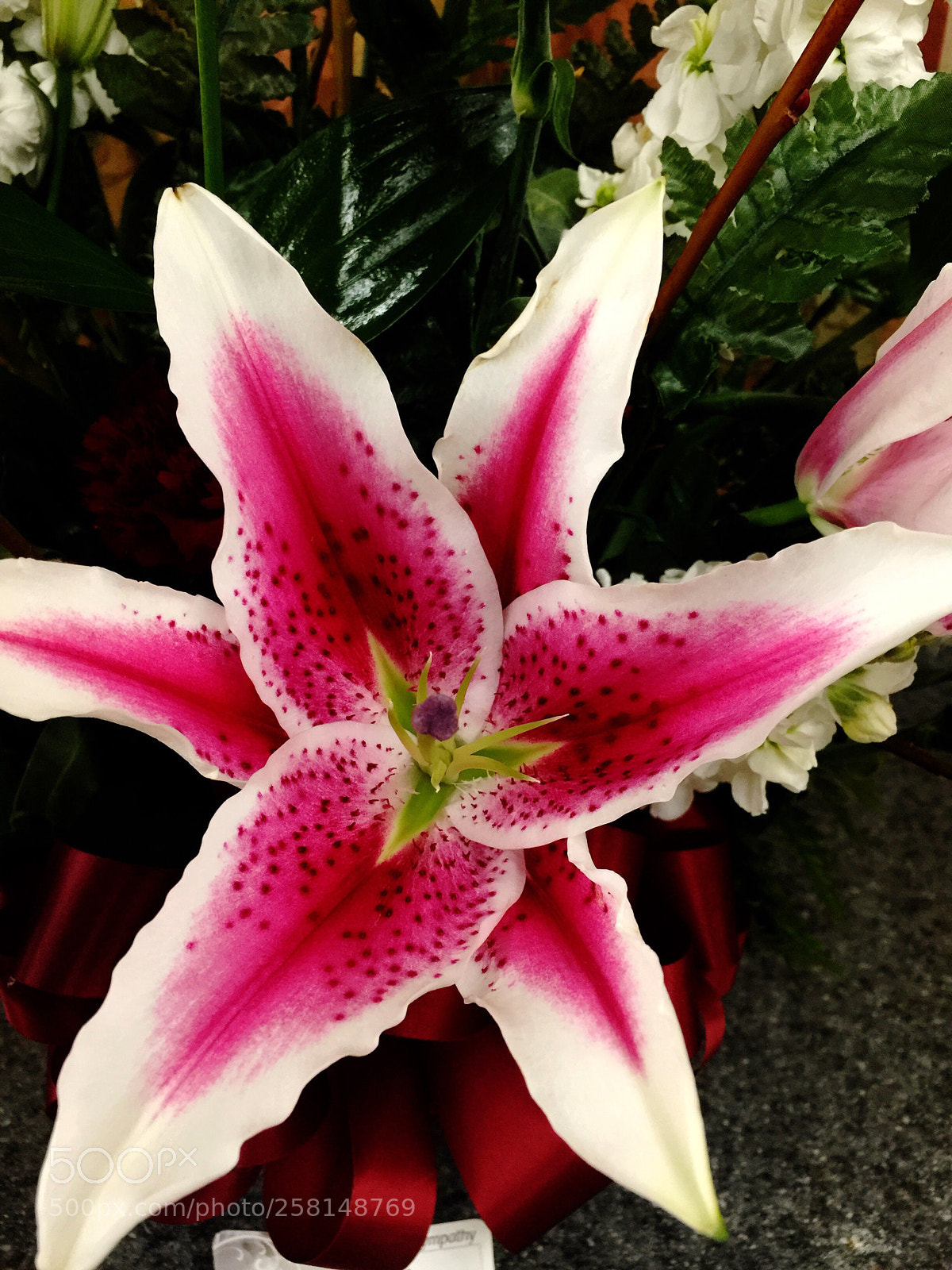 Apple iPhone 6 Plus sample photo. Today’s flower ?  photography