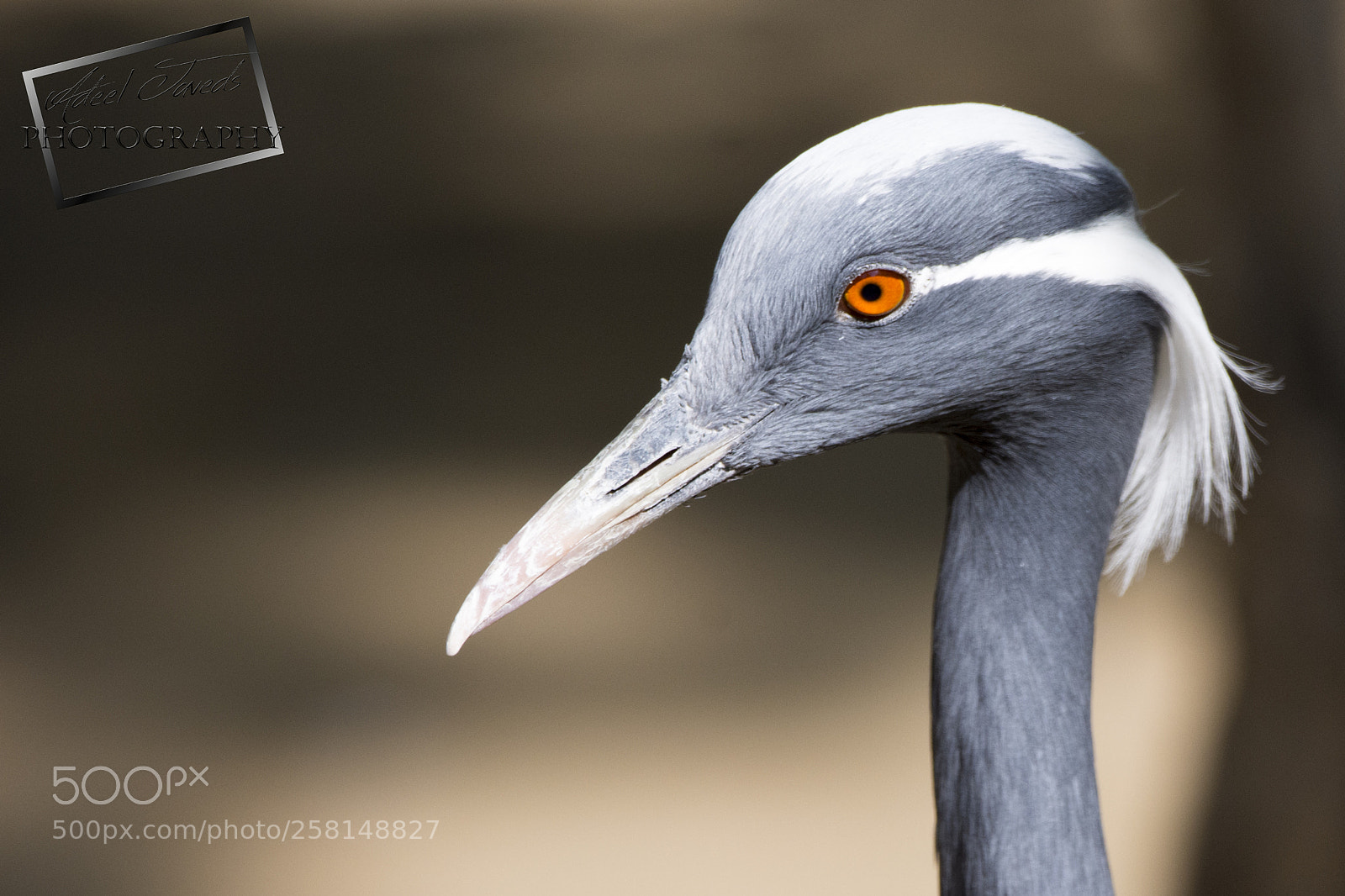 Nikon D7200 sample photo. Crane photography