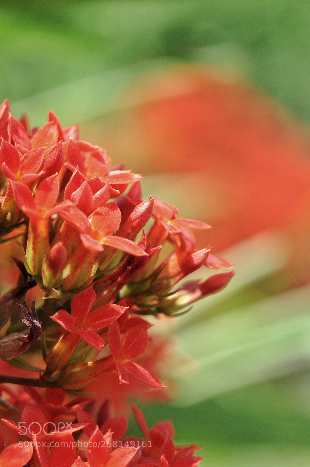 Nikon D300 sample photo. Red flower... pathar chat photography