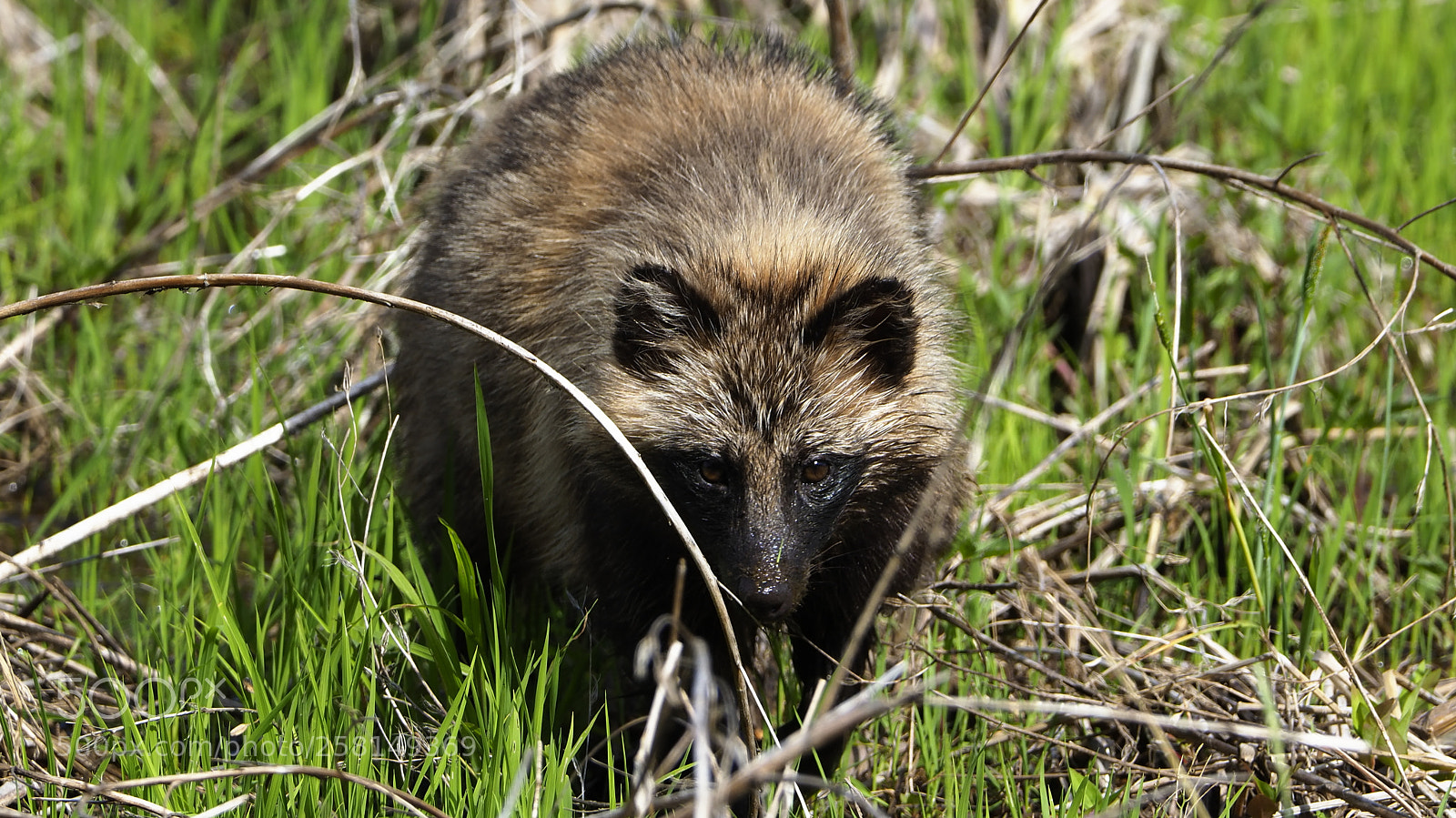Olympus OM-D E-M1 Mark II sample photo. Raccoon dog photography