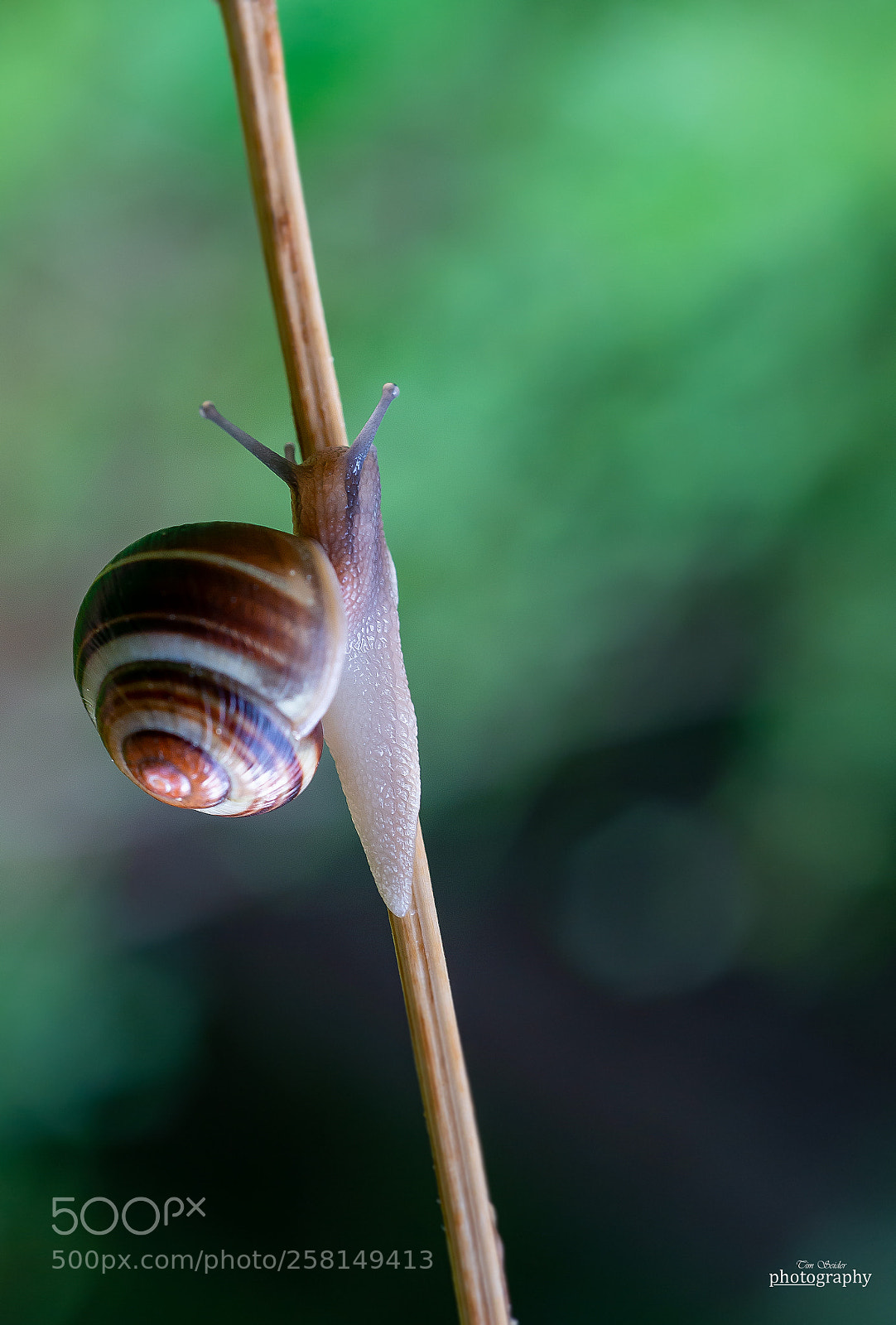 Nikon D610 sample photo. Slug on the way photography