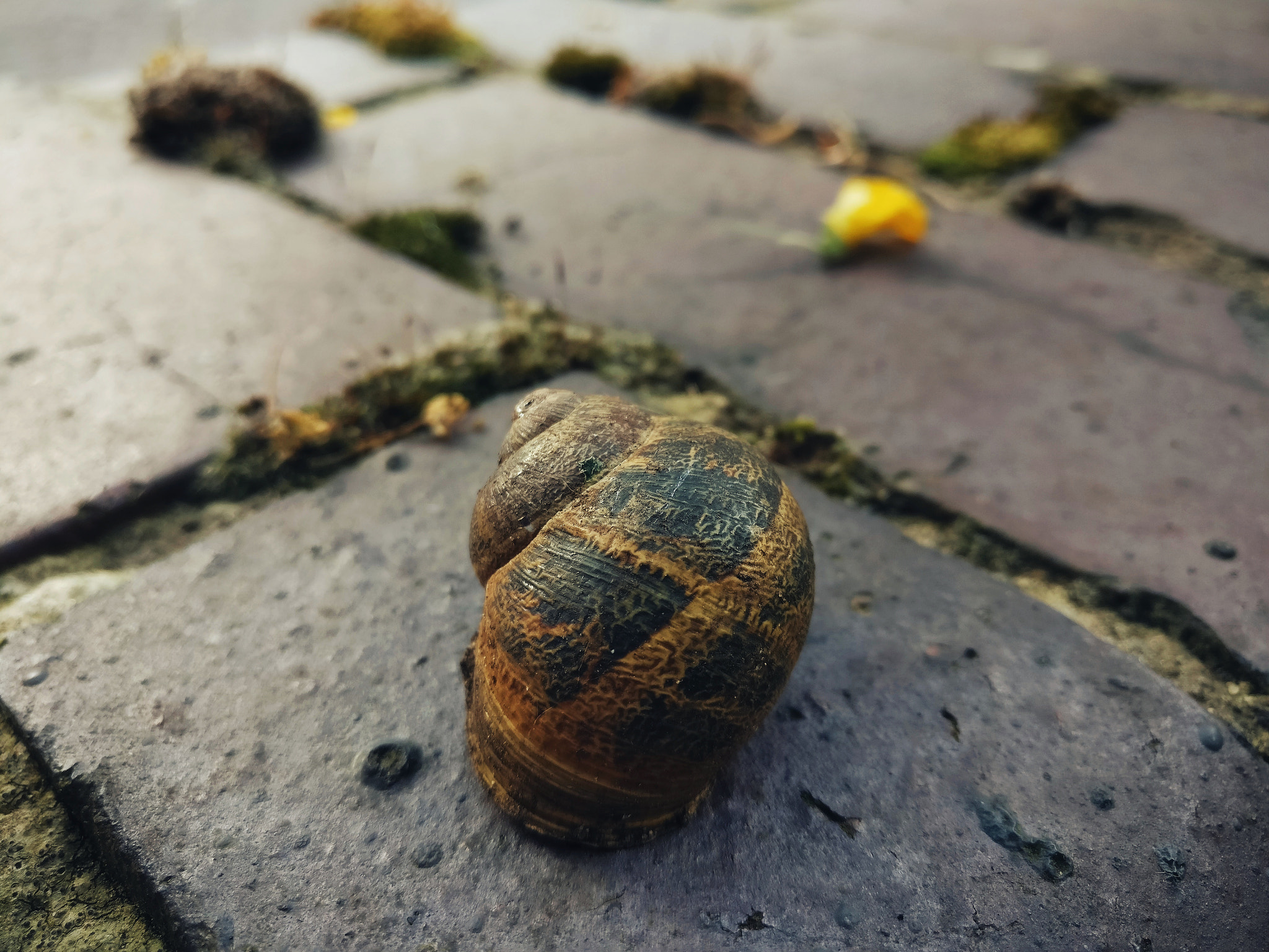 OnePlus A3000 sample photo. Snail shell photography