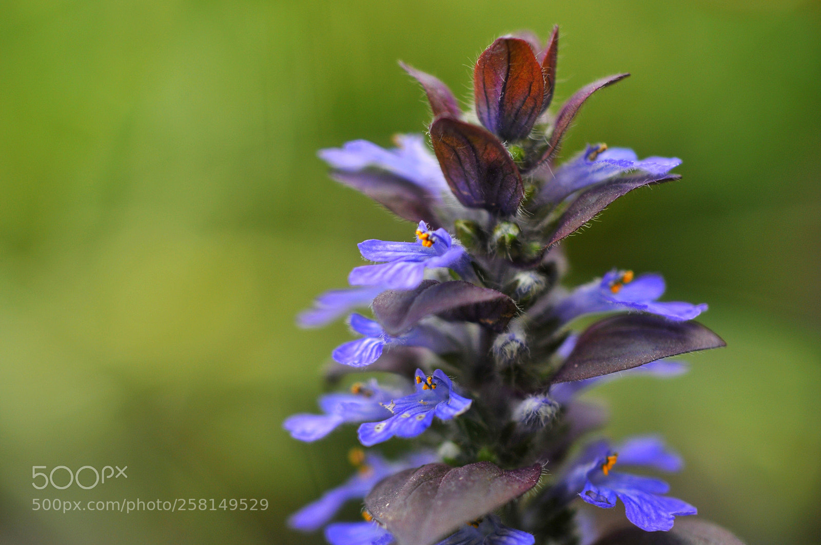 Nikon D300 sample photo. Blue plant photography