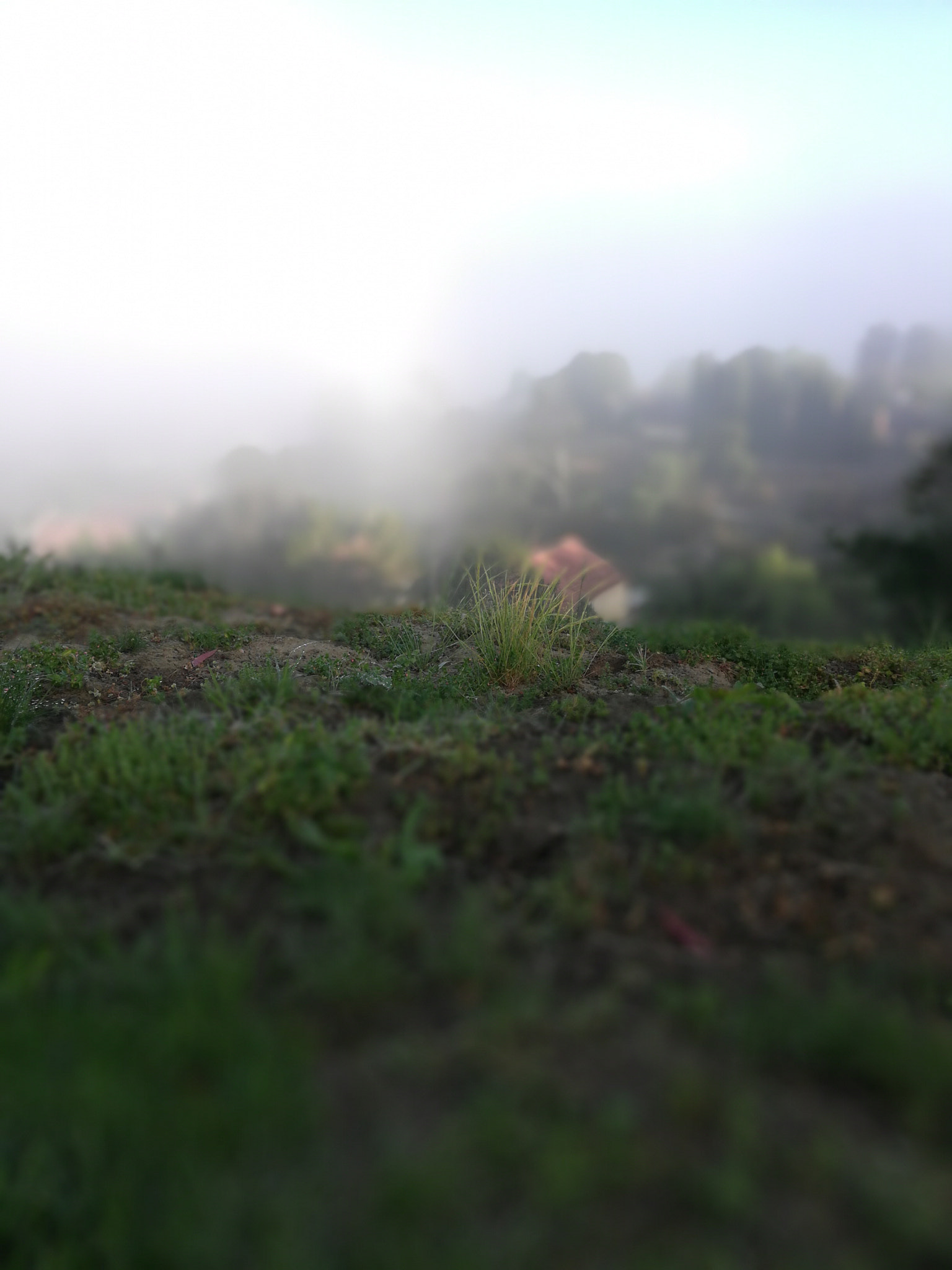 HUAWEI Honor 7X sample photo. Grass photography