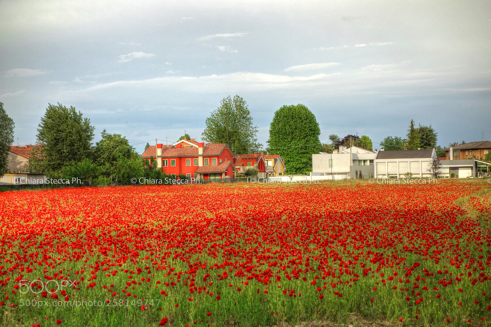 Sony Cyber-shot DSC-RX100 sample photo. Reds photography