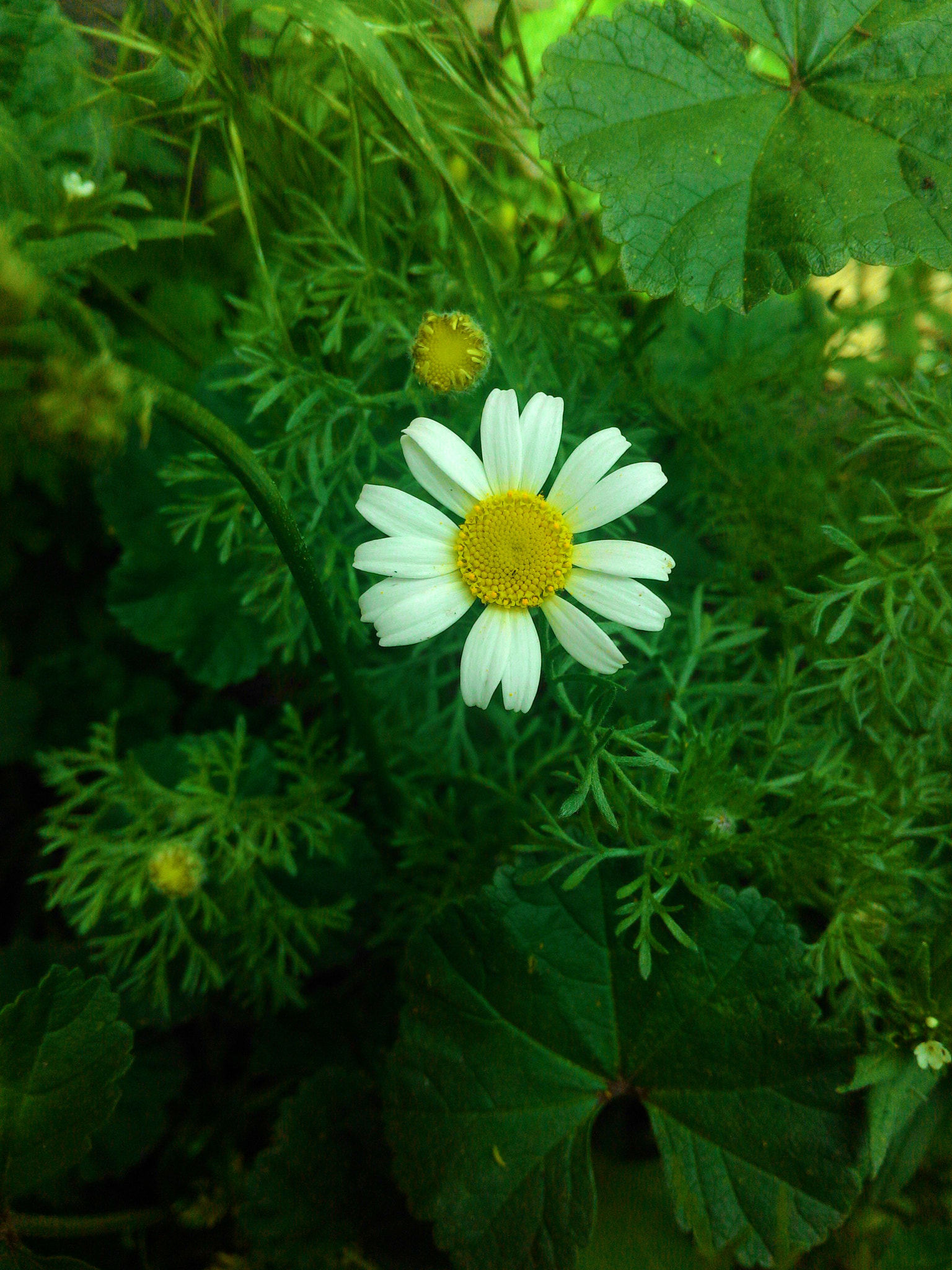 ASUS Z002 sample photo. Late spring chamomile photography