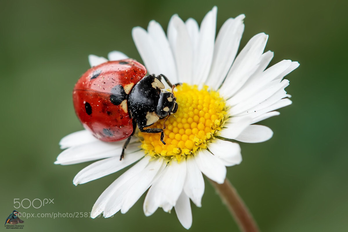 Canon EOS 7D Mark II sample photo. Untitled photography