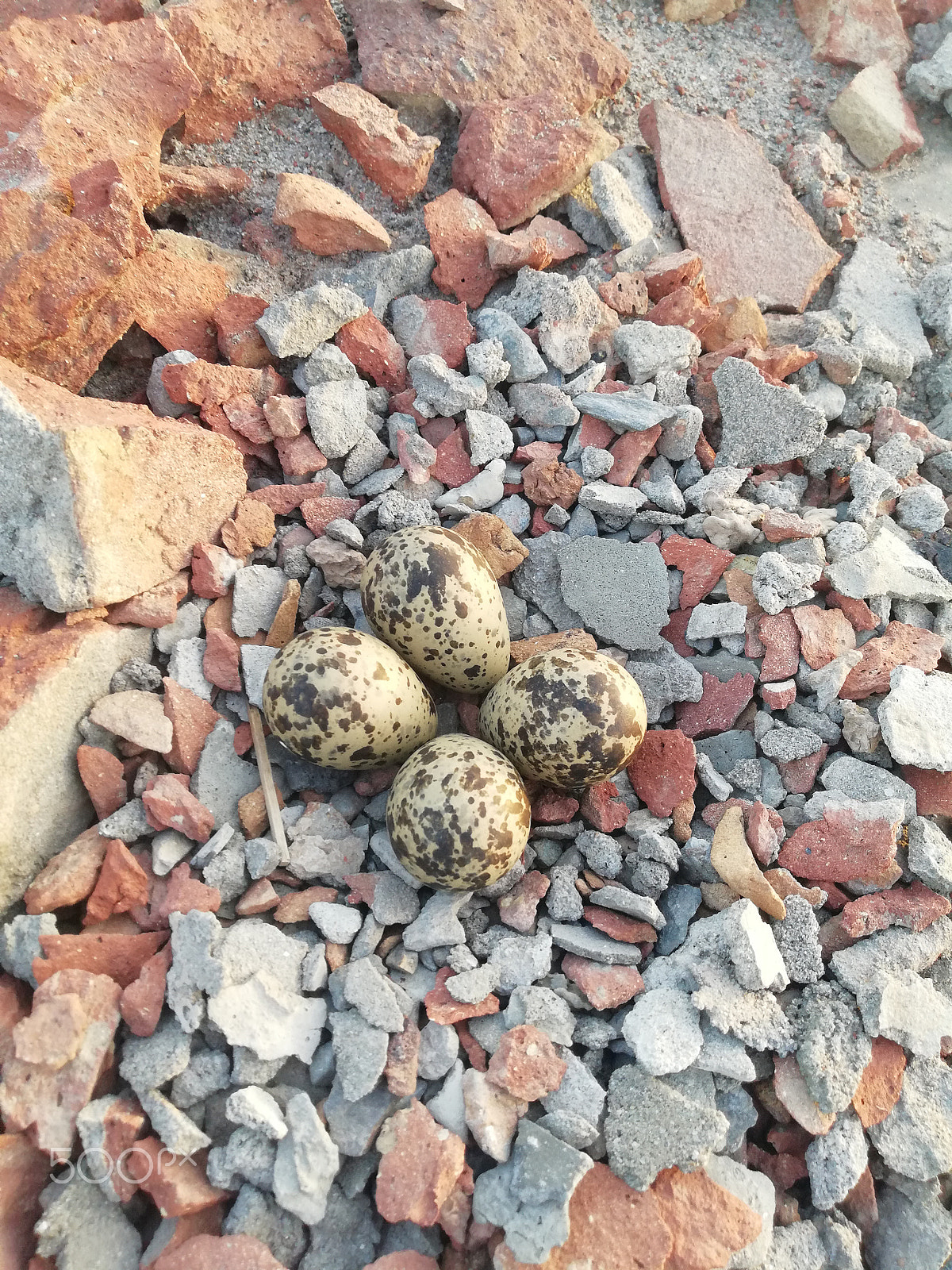 HUAWEI Mate 10 Lite sample photo. Bird eggs. photography