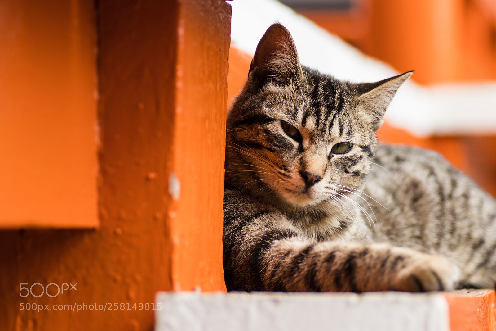 Canon EOS 80D sample photo. Img photography