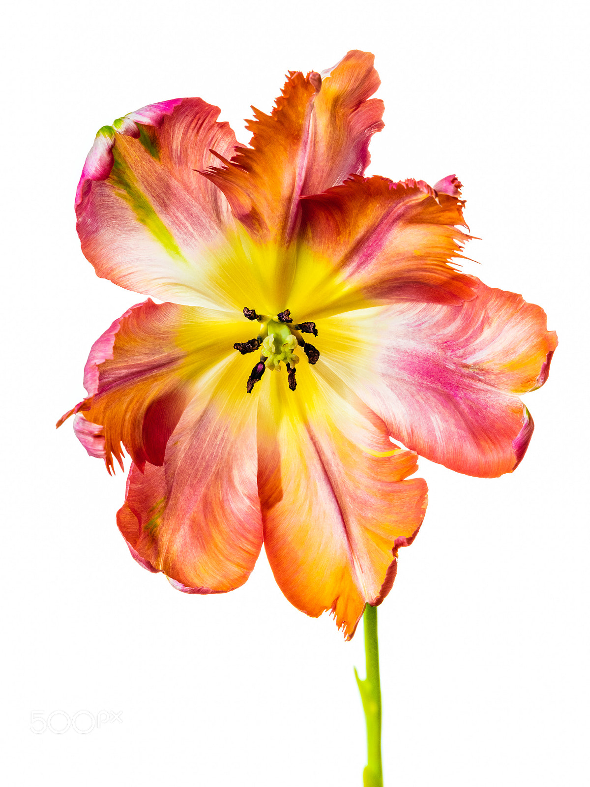 Fujifilm GFX 50S sample photo. From my tulips to photography