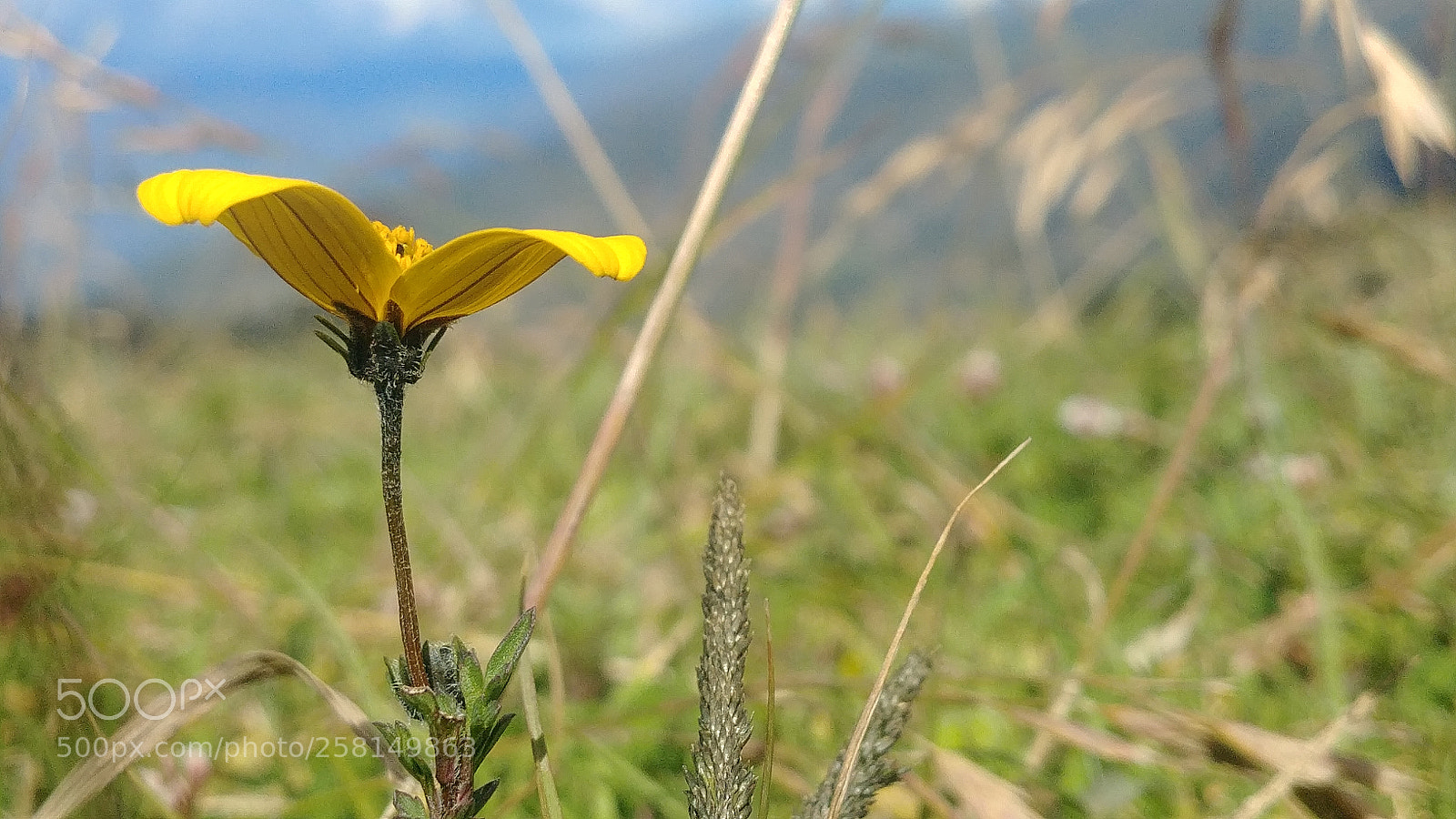 LG G6 sample photo. Yellow photography