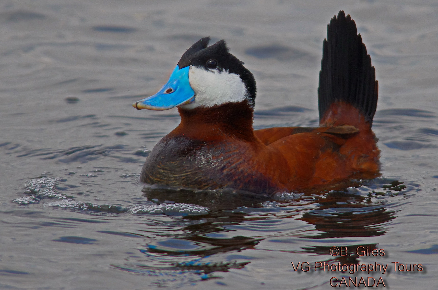 Pentax K-5 IIs sample photo. Ruddy duck photography