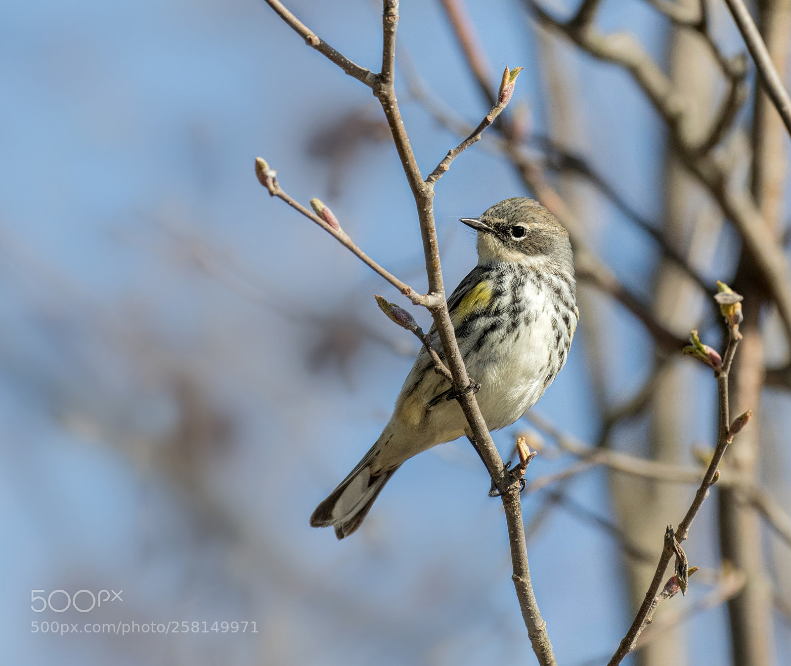 Canon EOS 7D Mark II sample photo. Female yellow-rumped warbler photography