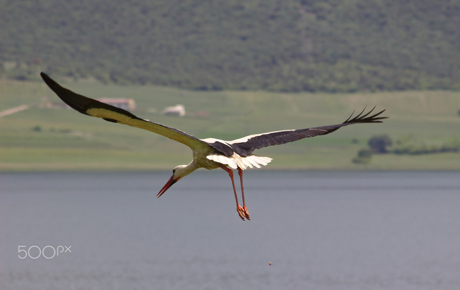 Canon EOS 100D (EOS Rebel SL1 / EOS Kiss X7) sample photo. White stork takes off photography