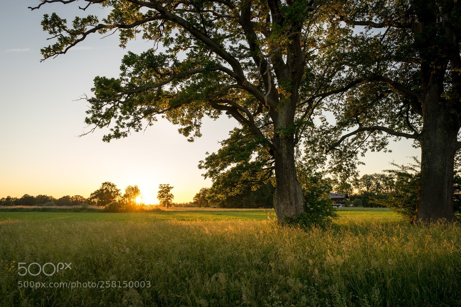 Sony a7 II sample photo. Lachsgang sunset stroll photography