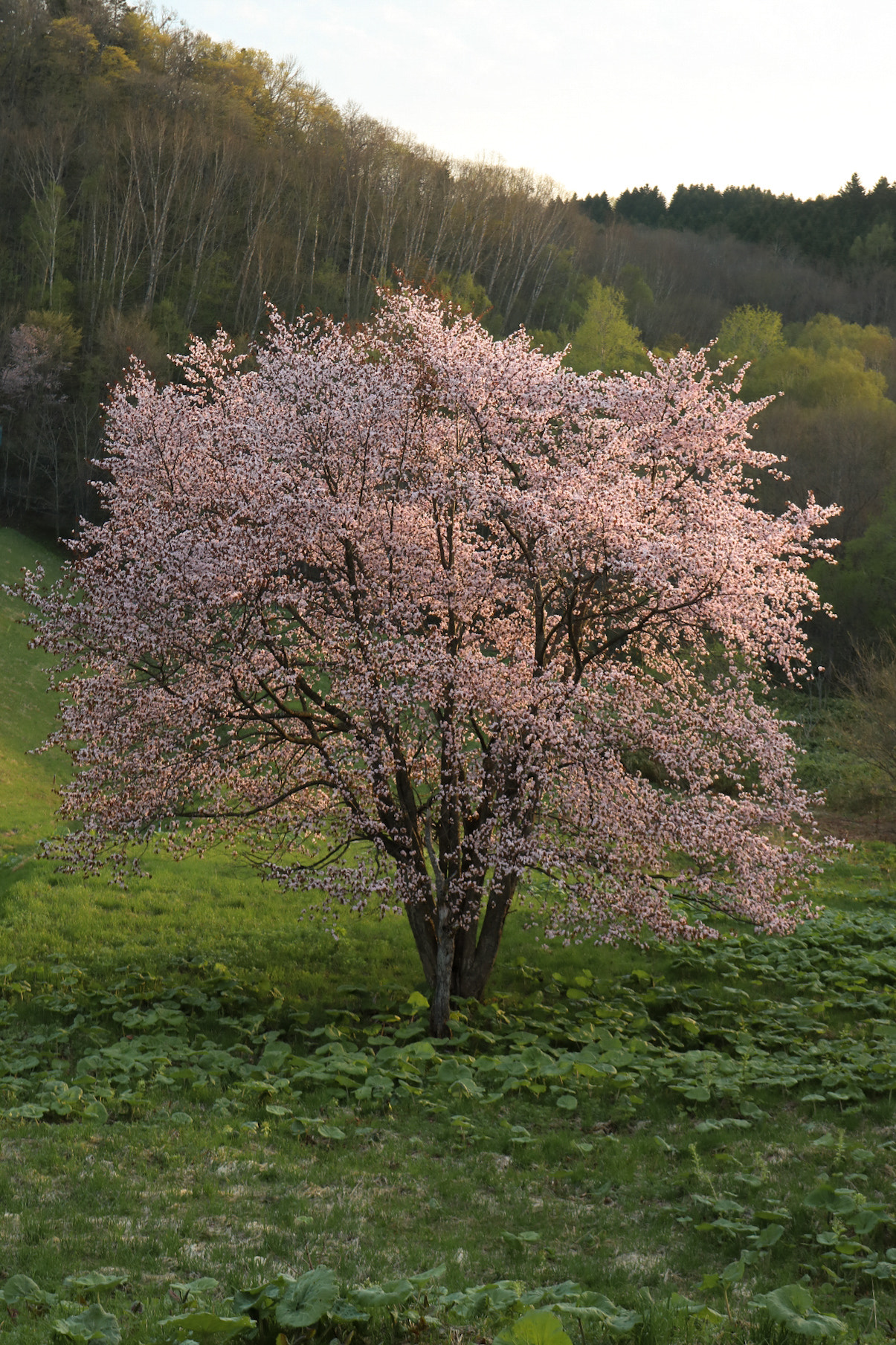 Canon EOS 760D (EOS Rebel T6s / EOS 8000D) sample photo. Cherry blossoms photography