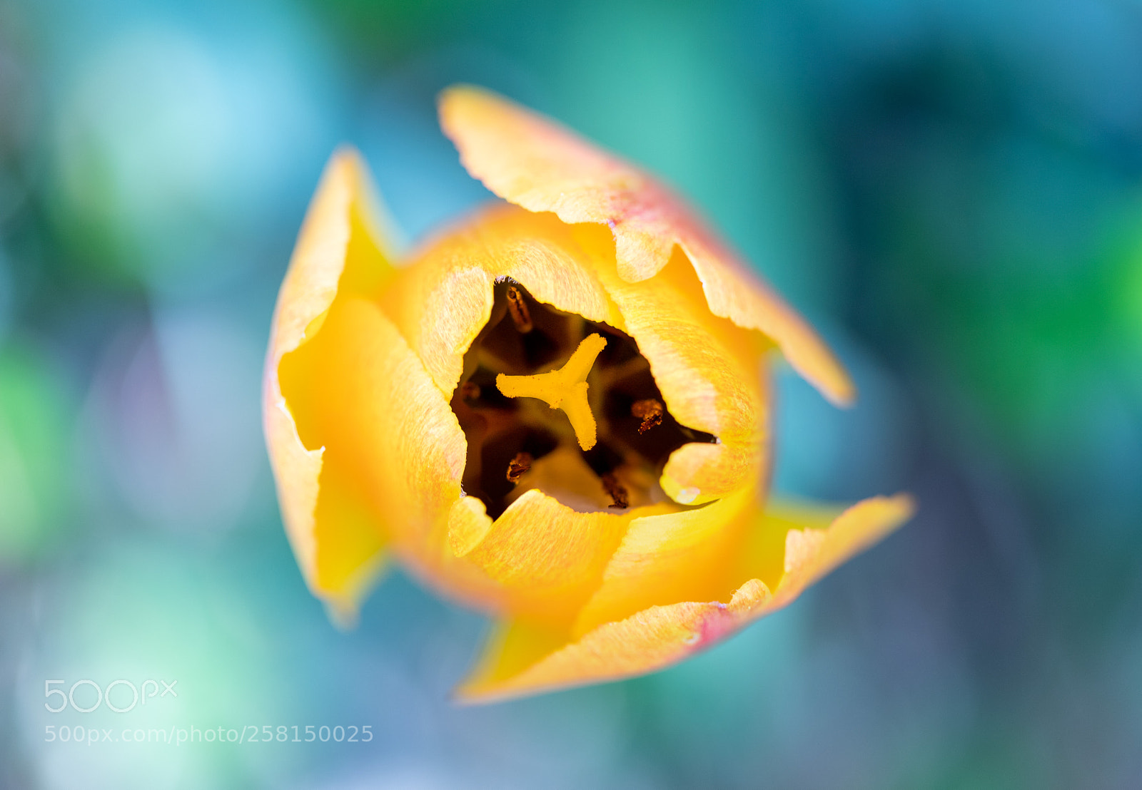 Canon EOS 6D Mark II sample photo. Tulip photography