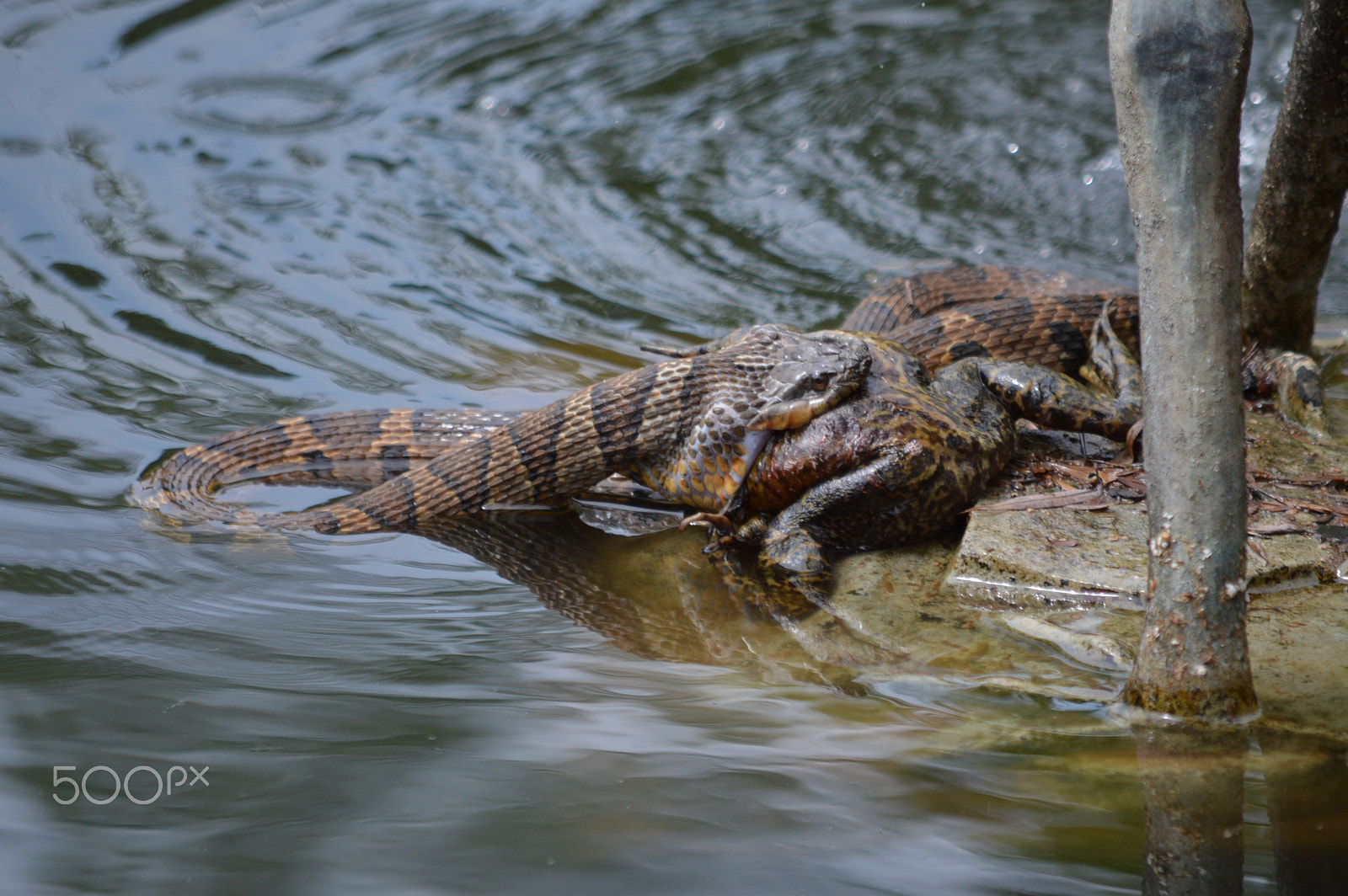 Nikon D3200 sample photo. Snave v bullfrog 1 photography