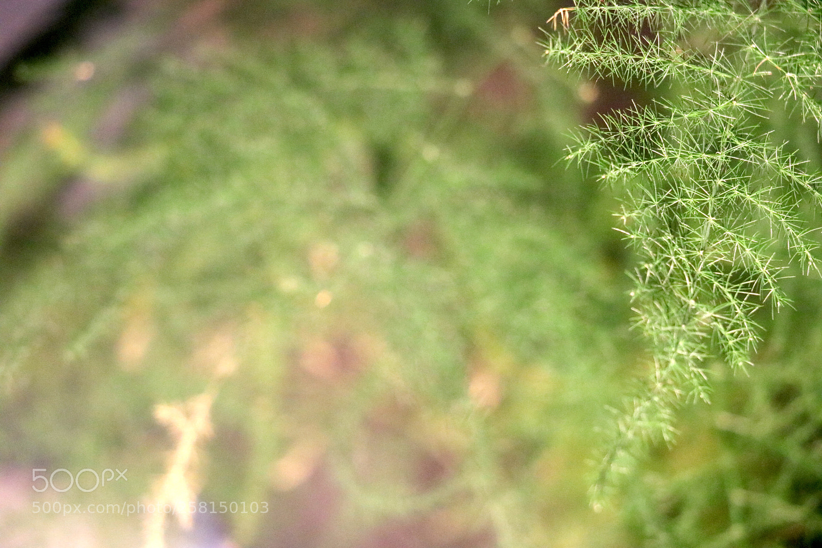 Canon EOS 750D (EOS Rebel T6i / EOS Kiss X8i) sample photo. Fougère familliale photography