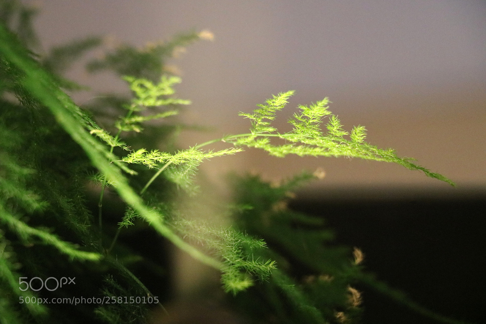 Canon EOS 750D (EOS Rebel T6i / EOS Kiss X8i) sample photo. Fougère familliale photography