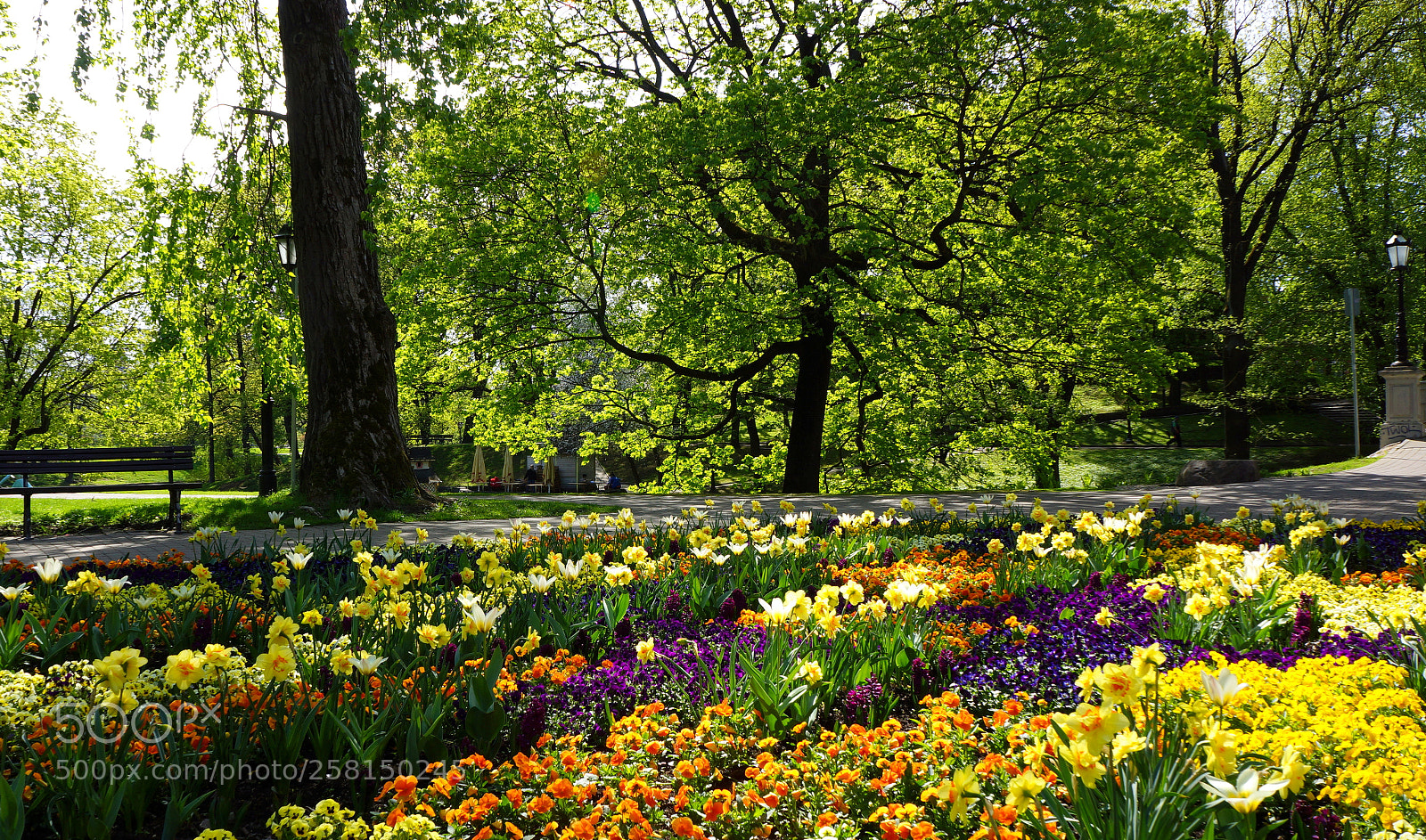 Sony Alpha NEX-7 sample photo. Park flowers photography