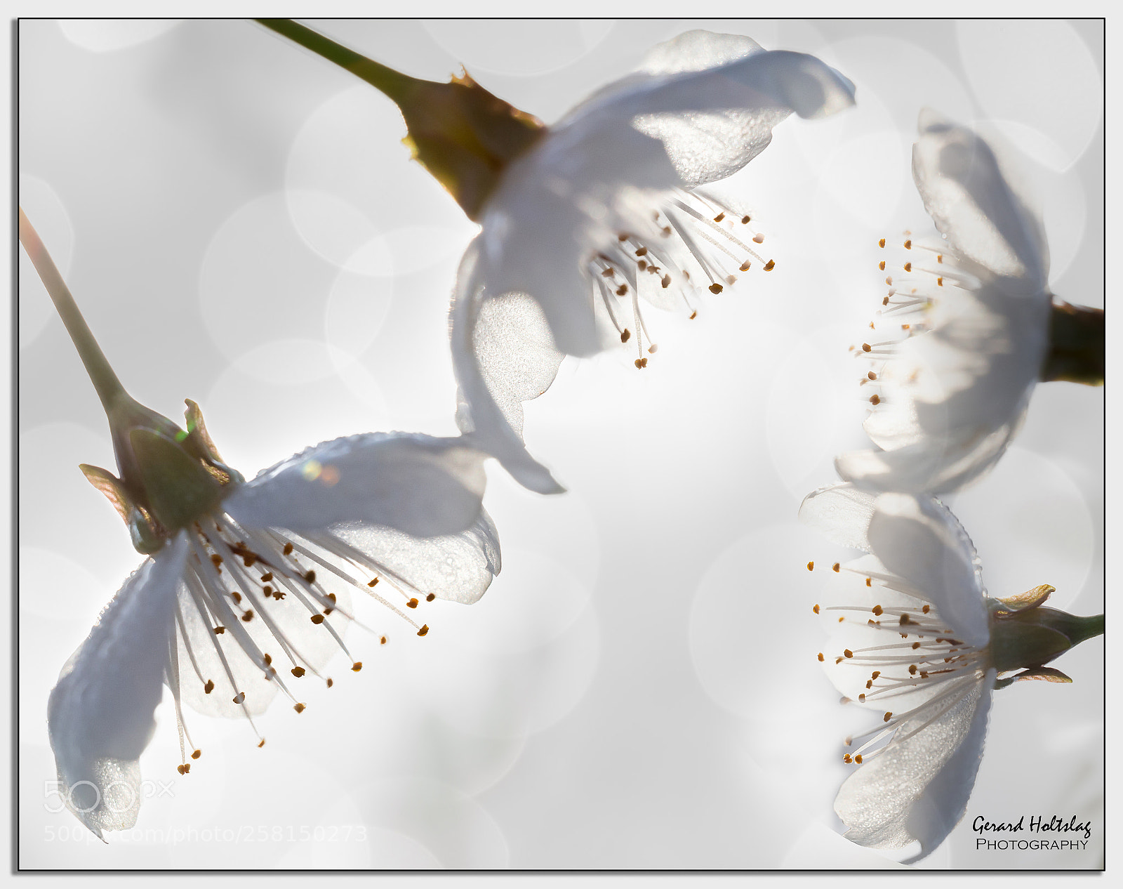 Canon EOS 6D sample photo. Backlight photography