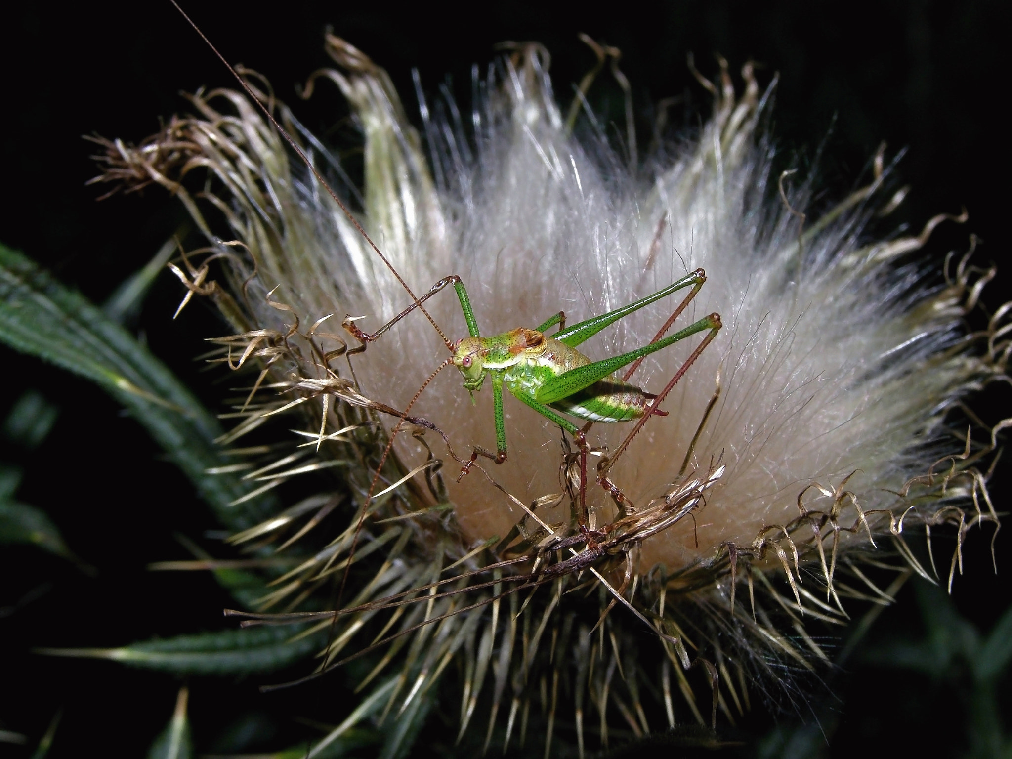 Olympus SP510UZ sample photo. Grasshopper or ufo? photography