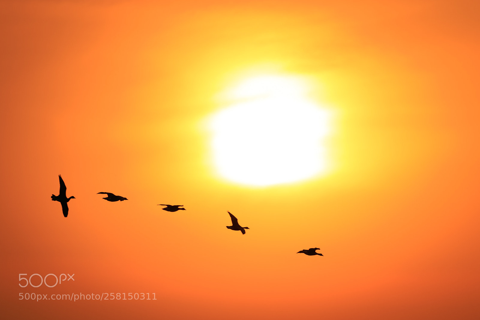 Canon EOS 7D Mark II sample photo. Sunset and goose photography