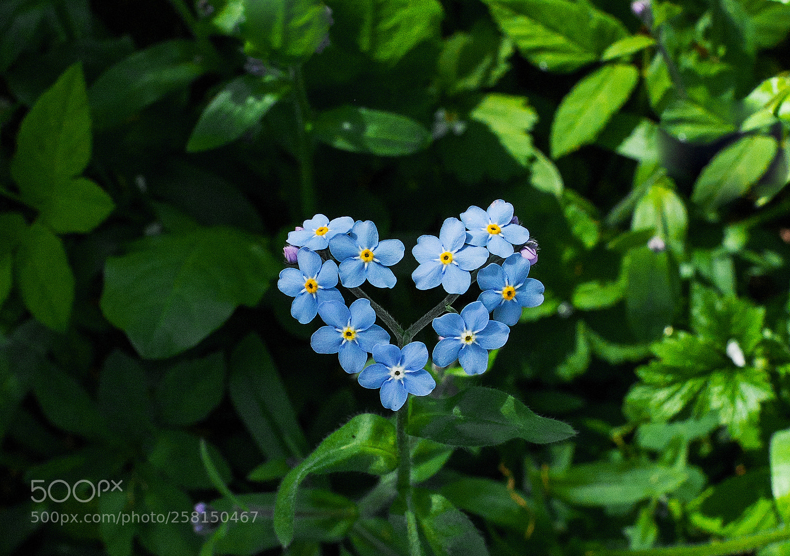 Canon EOS 5D Mark II sample photo. Forget-me-nots photography