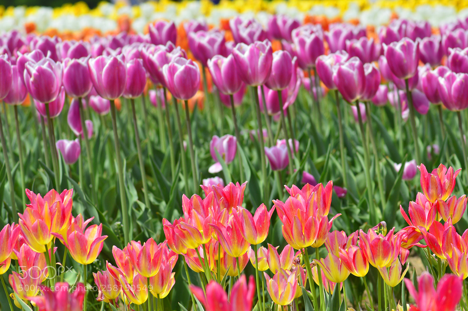 Nikon D3200 sample photo. Spring nature......tulip photography