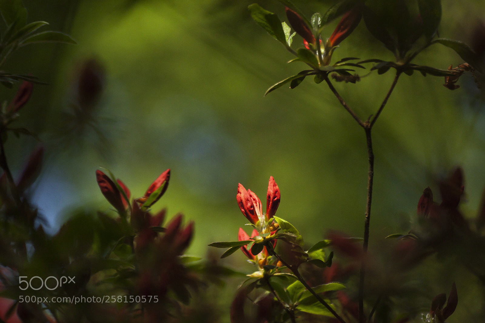 Canon EOS 50D sample photo. Untitled photography