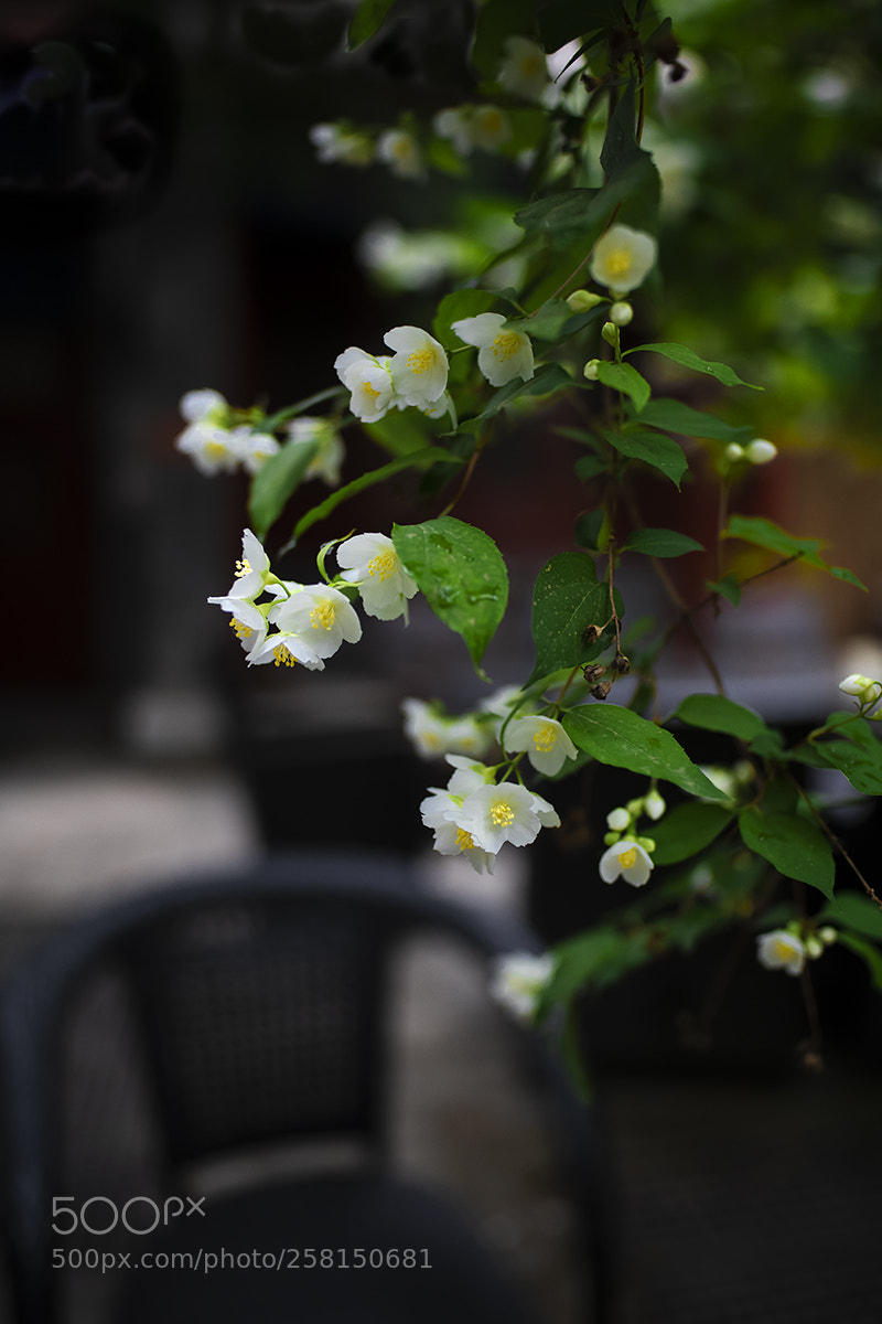 Nikon D850 sample photo. Flowers in the tea photography