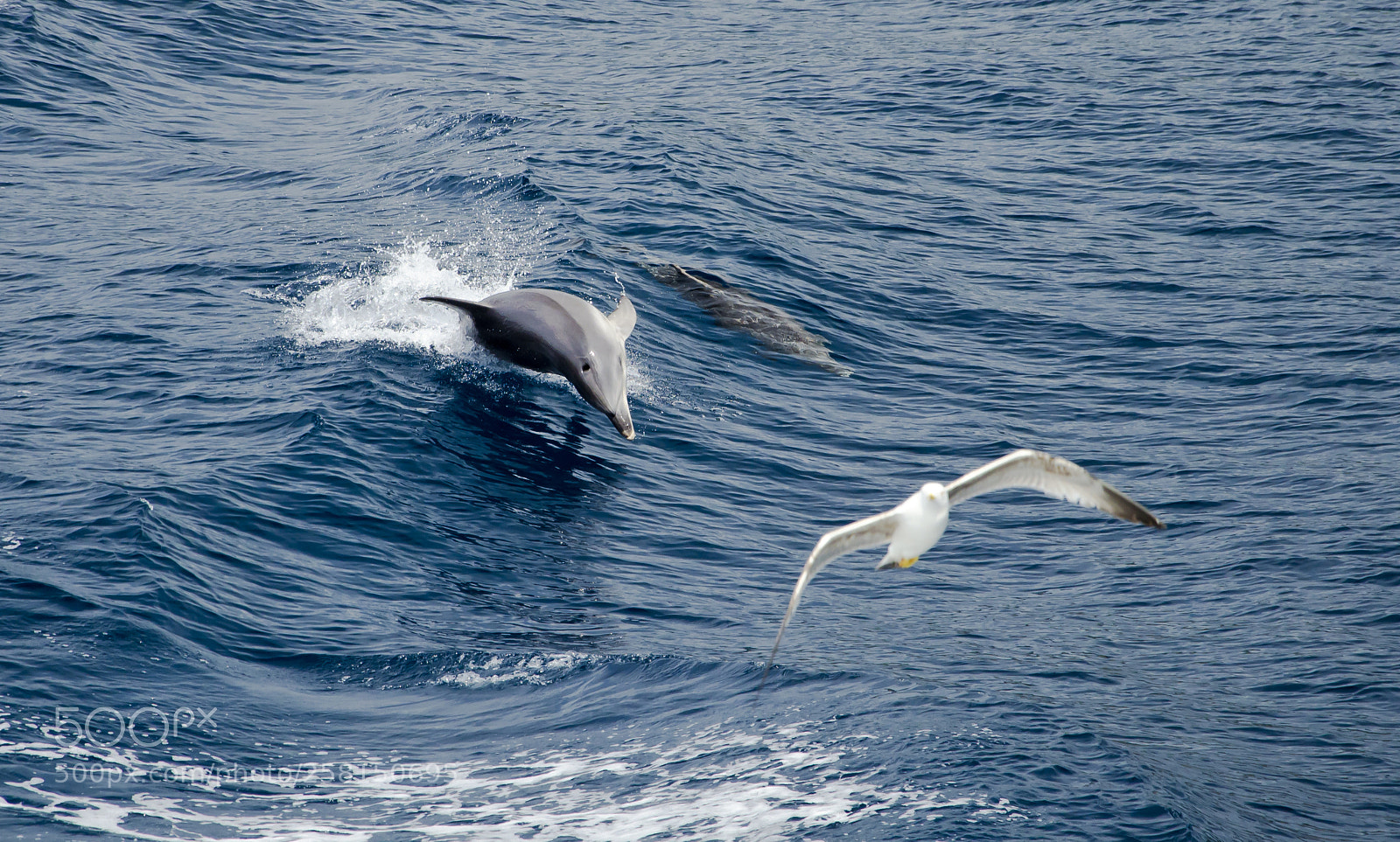 Nikon D5100 sample photo. Showboating photography