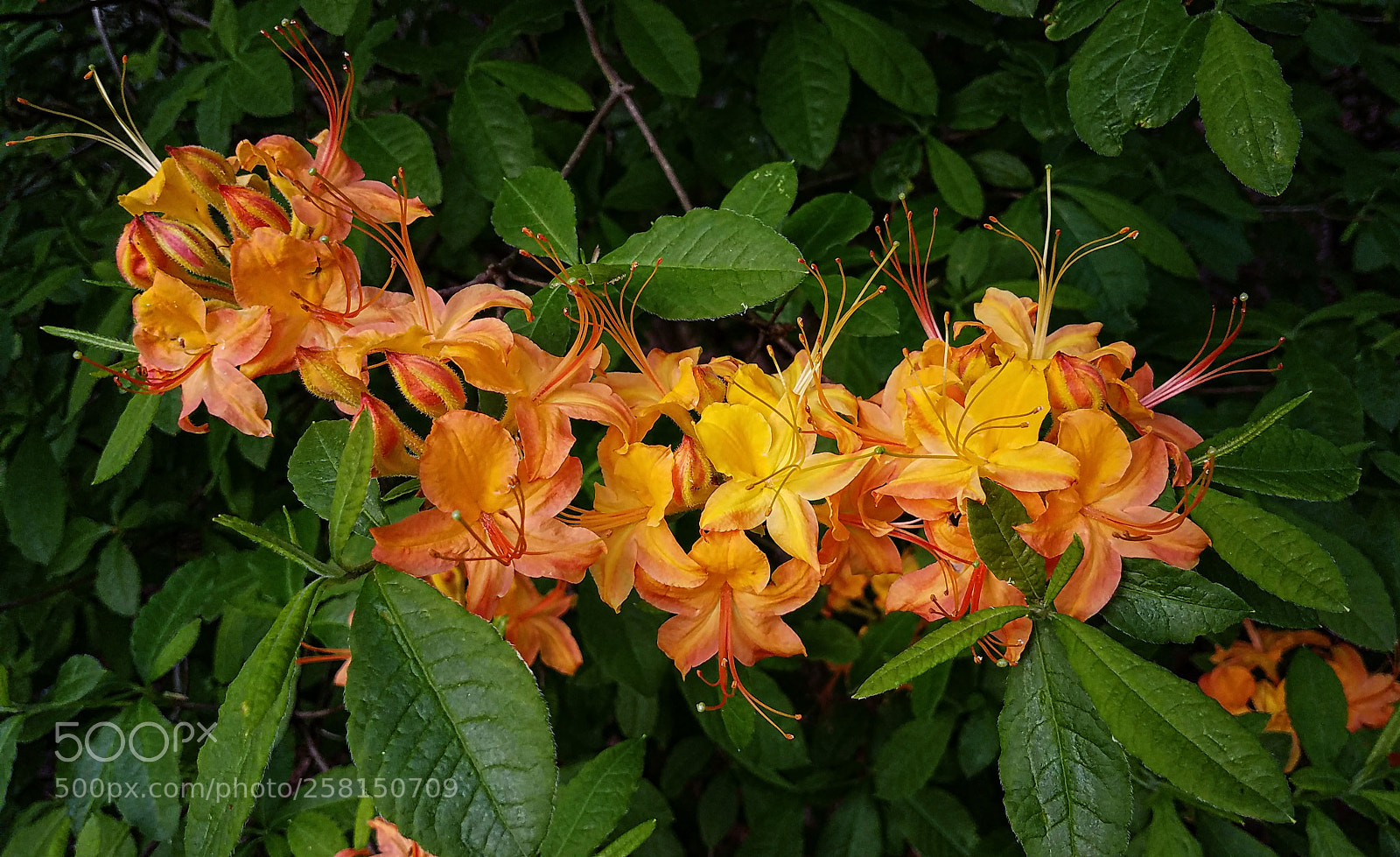 Samsung Galaxy S7 sample photo. Flame azalea photography