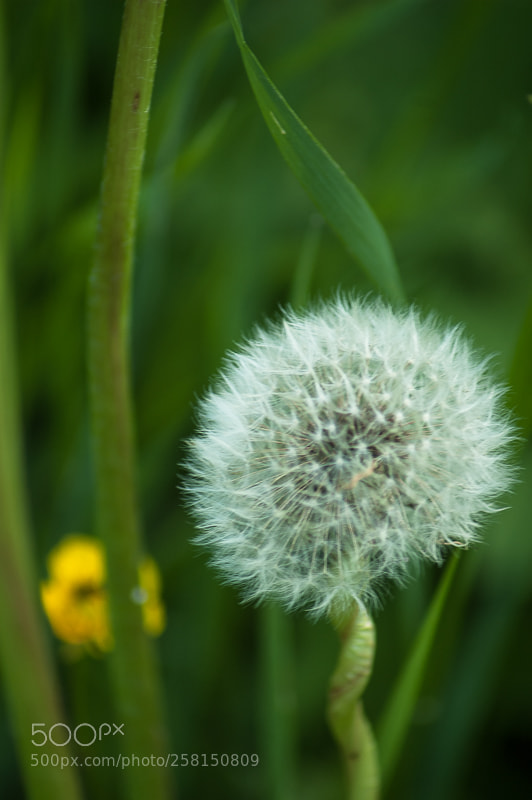 Nikon D70 sample photo. Pusteblume photography