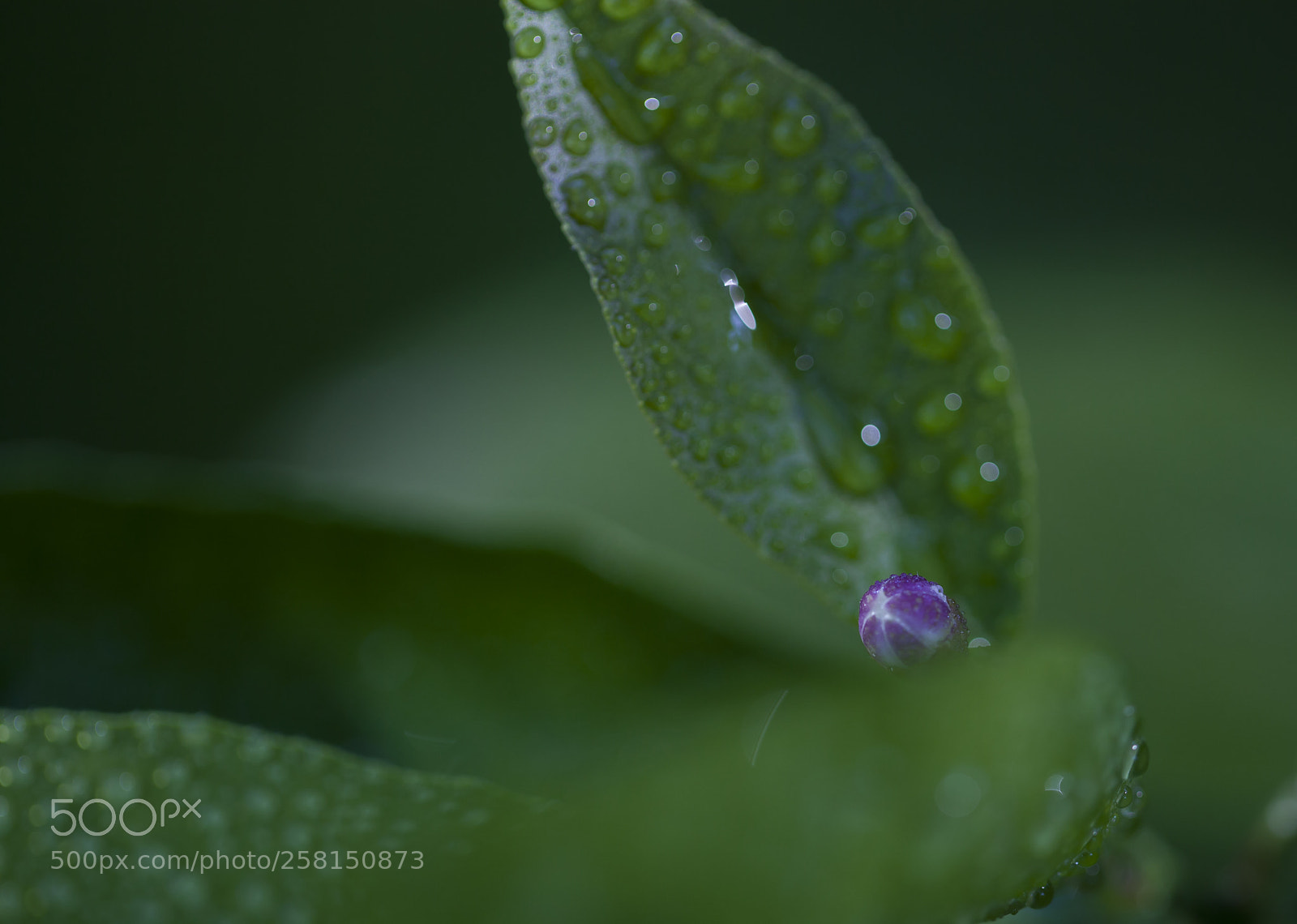 Canon EOS 5D Mark II sample photo. Natural photography