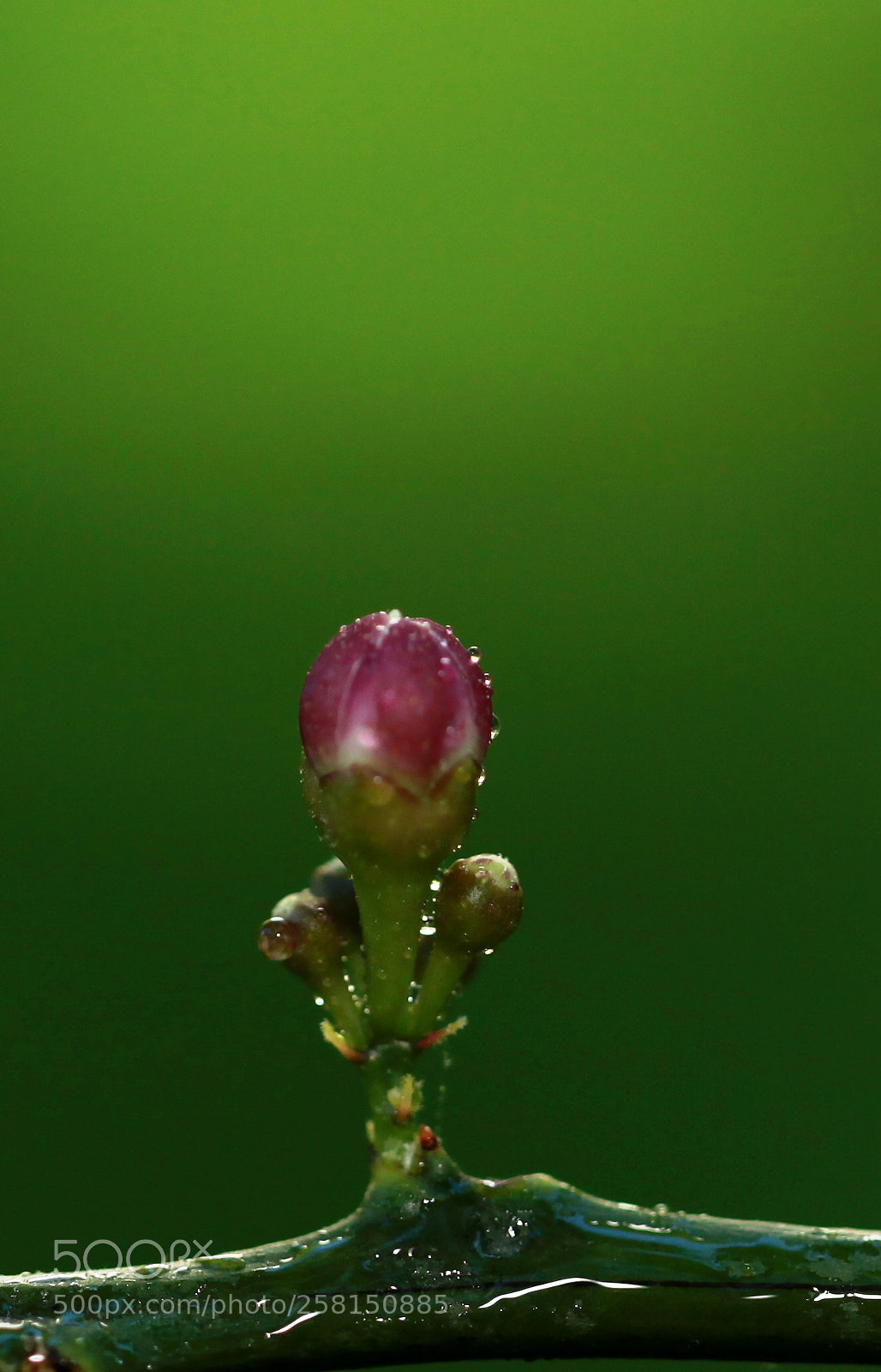 Canon EOS 5D Mark II sample photo. Natural photography