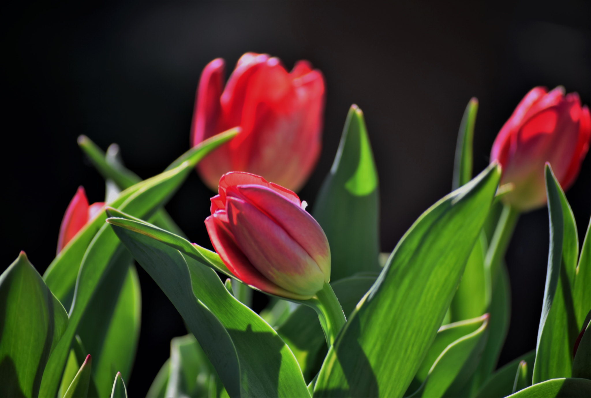 Nikon D5300 sample photo. "uncaptured..." photography