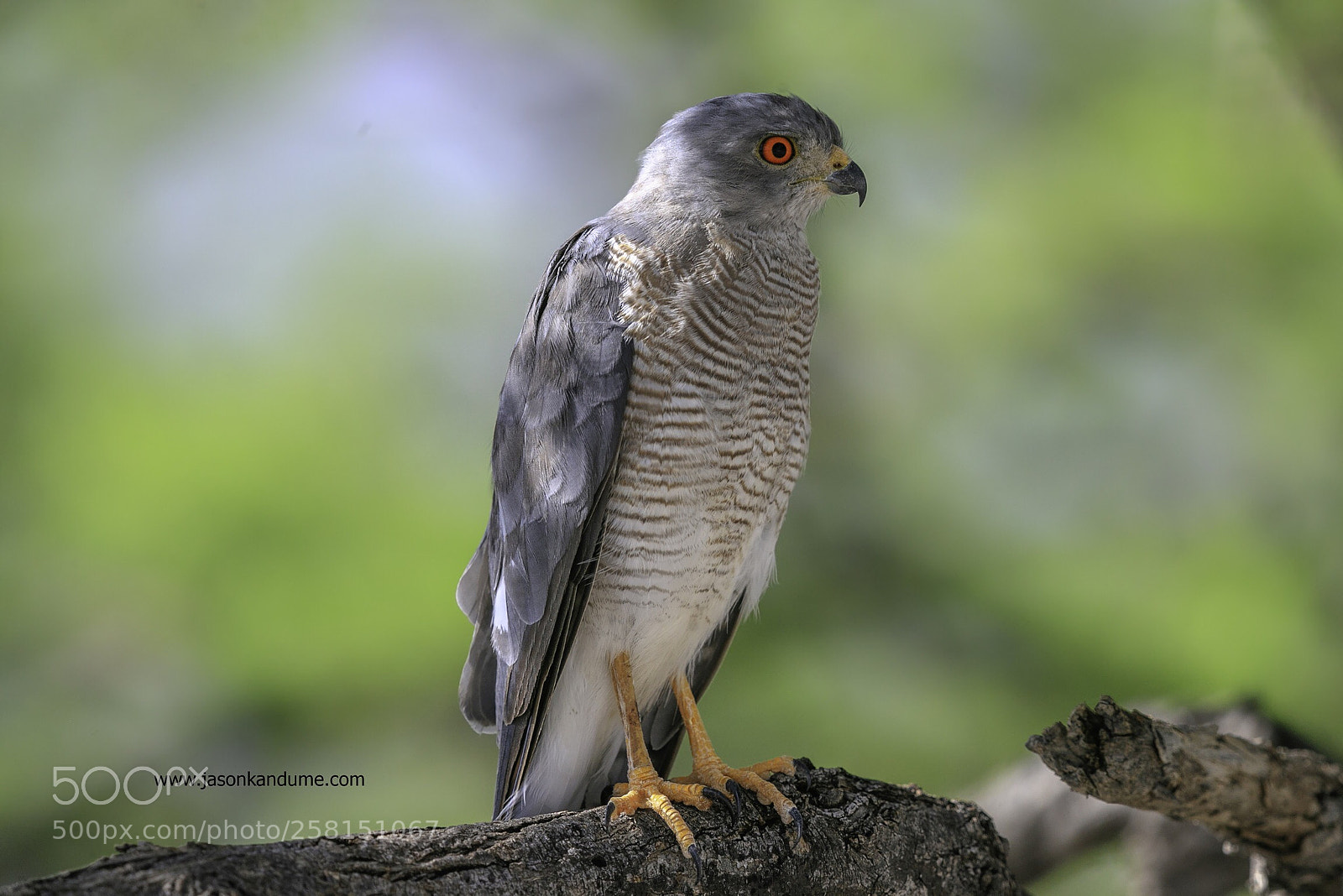 Canon EOS-1D X Mark II sample photo. Shikra goshawk photography