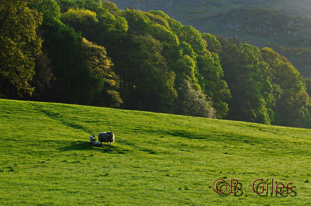 Pentax K-5 IIs sample photo. Scottish spring photography