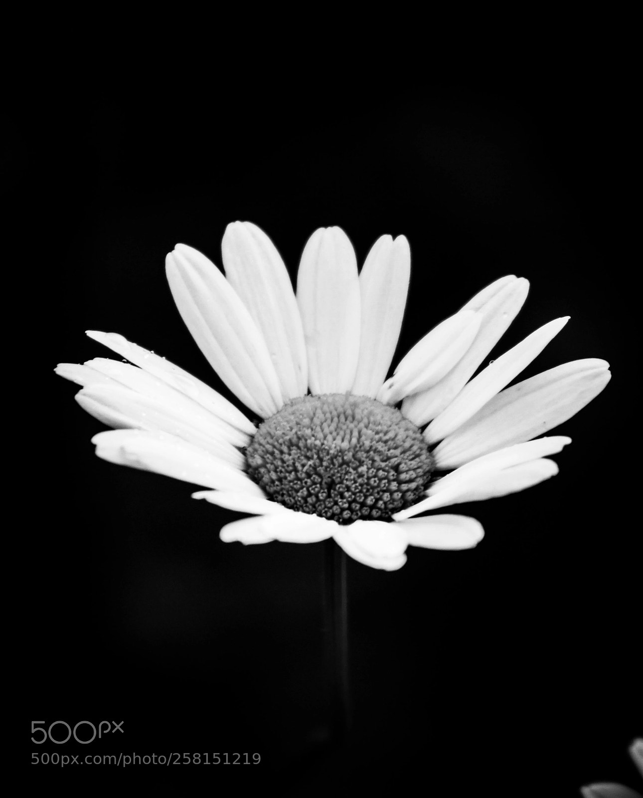 Canon EOS 600D (Rebel EOS T3i / EOS Kiss X5) sample photo. Flower photography