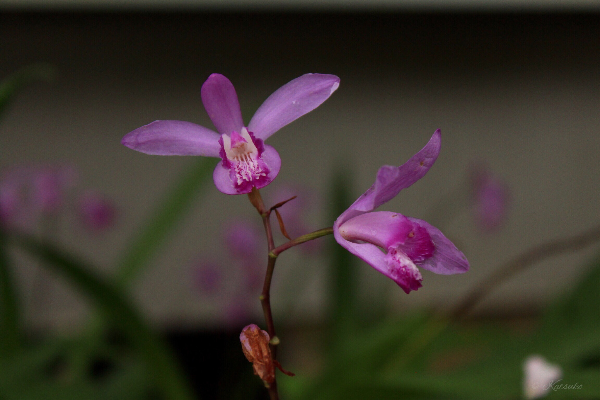 Canon EOS 500D (EOS Rebel T1i / EOS Kiss X3) sample photo. Bletilla striata photography
