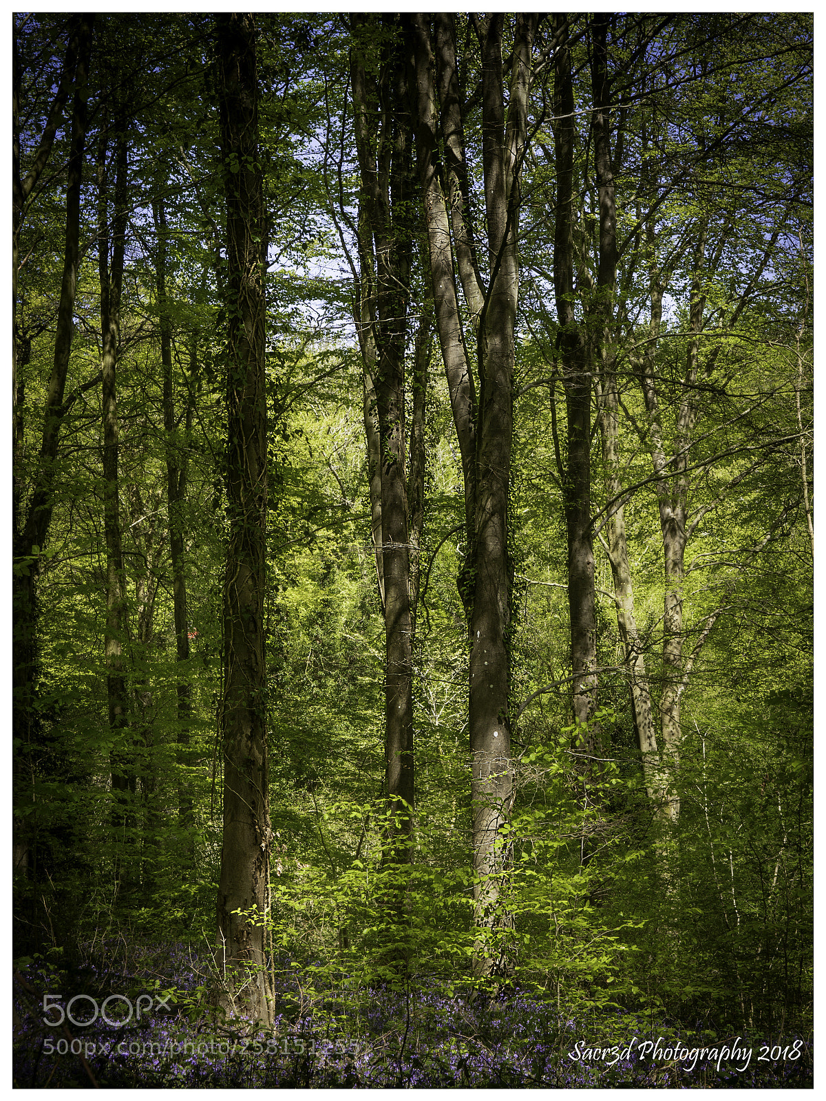 Canon EOS 7D Mark II sample photo. Bluebell wood photography