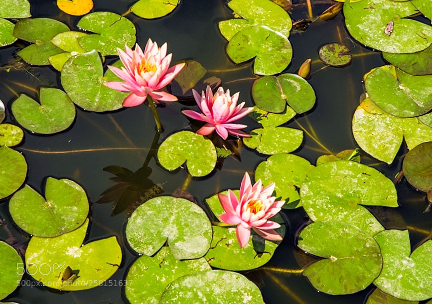 Canon EOS 6D sample photo. Fw photography