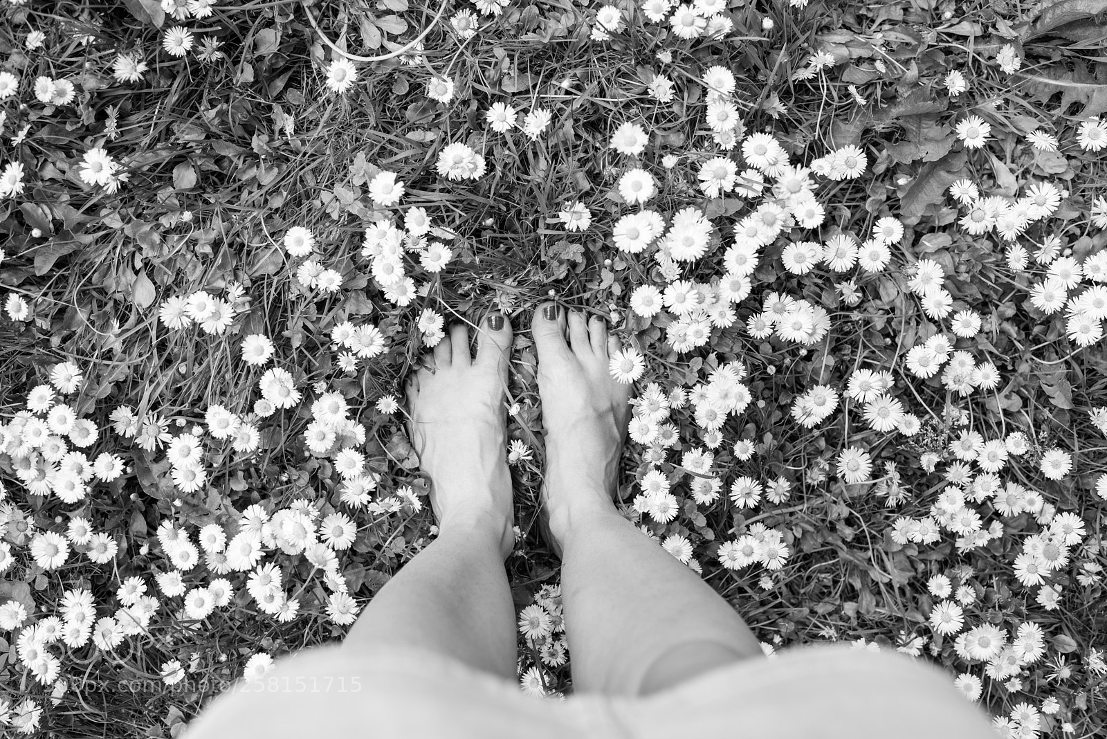 Nikon D800E sample photo. Flowers photography
