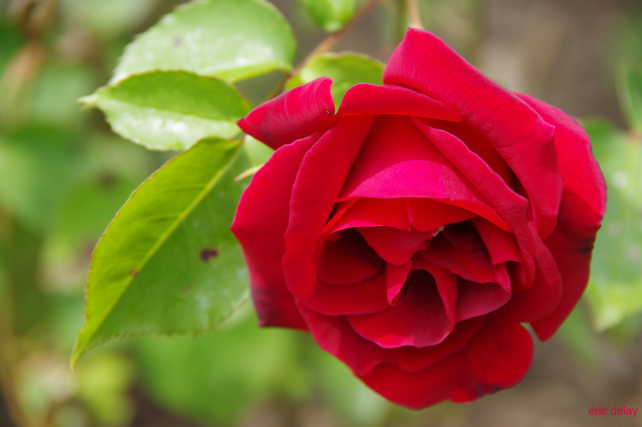 Pentax K-3 sample photo. Love, love, still love! photography
